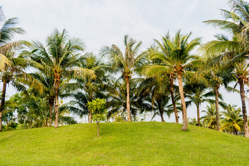 Fototapeta na wymiar coconut palm tree with green grass in the park .