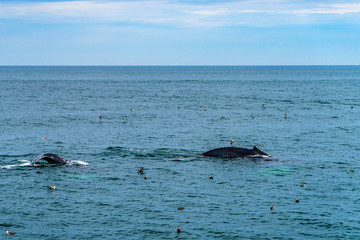 Fototapeta premium Humpback Whale Provincetown, Cape Cod, Massachussetts, US