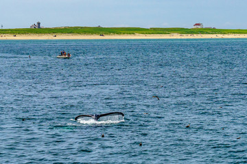 Obraz premium Humpback Whale Provincetown, Cape Cod, Massachussetts, US