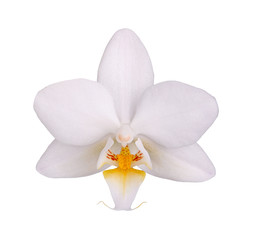 Fototapeta na wymiar Flower of a white and yellow Phalaenopsis orchid isolated