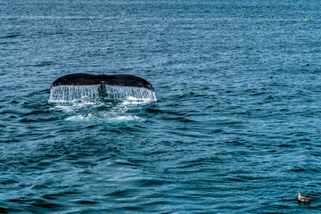 Fototapeta premium Humpback Whale Provincetown, Cape Cod, Massachussetts, US