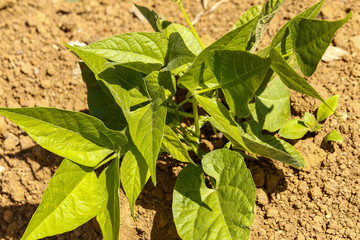 Close-up of growing bean sprouts