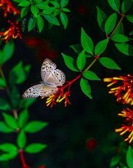 'Karner' Melissa Blue butterfly perched on a red flower around green tree leaf. 