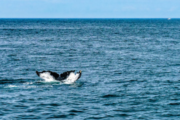 Humpback Whale Provincetown, Cape Cod, Massachussetts, US