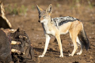 Hungry Black backed jackal looking for food at hippo carcass