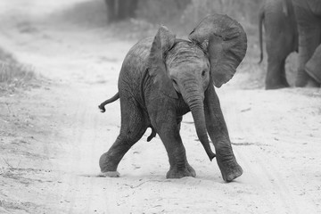 Un jeune éléphant joue sur la route pendant que la famille se nourrit à proximité en conversion artistique