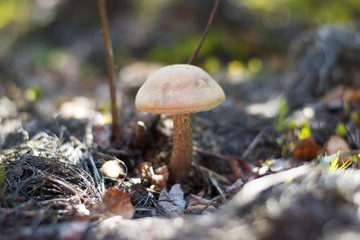 Close-up mushroom Leccinum scabrum grows in the forest. Little mushrooms, soft bokeh, green grass, leafs. Sunny summer day after rain