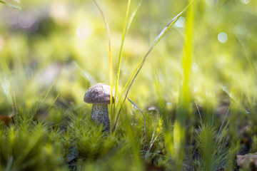 Close-up mushroom Leccinum scabrum grows in the forest. Little mushrooms, soft bokeh, green grass, leafs. Sunny summer day after rain