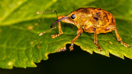 BUG