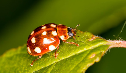 BUG