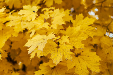 Naklejka na ściany i meble The leaves of the maple are close-up yellow, in park in the afternoon on nature.