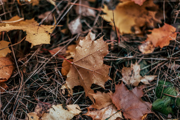 Autumn leaves on the ground, a variety of flowers, in the autumn afternoon yellow green brown plants.