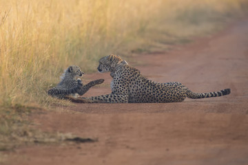 Cheetah cub playing with her mother in a road