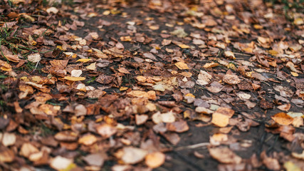 Beautiful autumn foliage in a park of dry mountain leaves in a city. Cloudy day in nature.