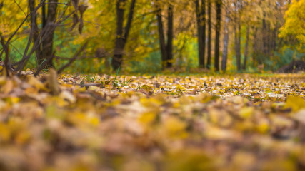 Beautiful autumn background. The leaves are yellow old on earth in the autumn day. Trees in the park.