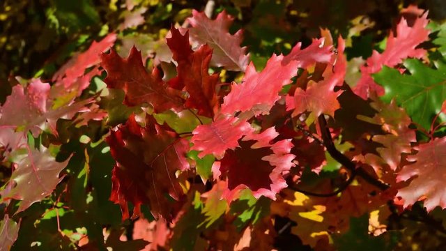 Bright autumn northern red oak (Quercus rubra) leaves are fluttering in the wind  