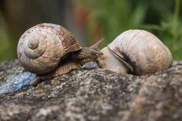 Der Kuss der Weinbergschnecke (Helix pomatia)