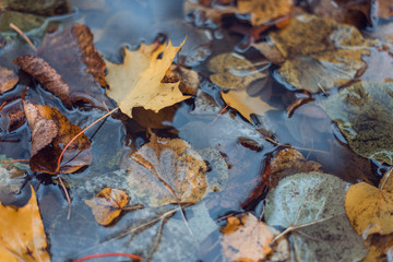 Multicolored wet leaves after a rain. Autumn milking. In the puddle the foliage is wet. Beautiful background of leaves on the ground. Brown orange foliage.
