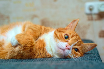 home red cat with big eyes resting on the couch