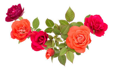 colorful rose flower bouquet with green leaves isolated on white background cutout