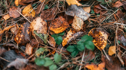 Beautiful wet foliage in the daytime after the rain close up.