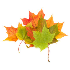 colorful autumn maple leaf isolated on white background