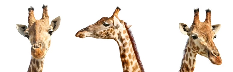 Crédence de cuisine en verre imprimé Girafe Collage of cute giraffes on white background