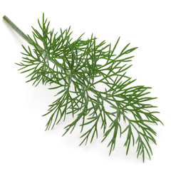Close up shot of branch of fresh green dill herb leaves isolated on white background