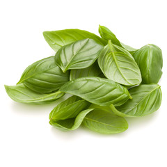 Sweet basil herb leaves handful isolated on white background closeup