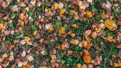 Beautiful wet foliage in the daytime after the rain close up.