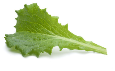 Close up studio shot of fresh green endive salad leaf isolated on white background.
