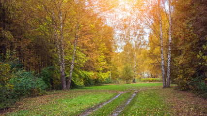 Autumn forest. Beautiful background, park in bright leaves.