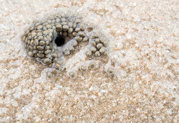 Sand, gravel and small fragments of broken shells on beach