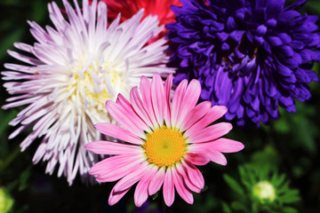 Aster Lazy Daisy Mix flowers