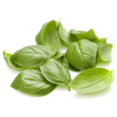 Sweet basil herb leaves handful isolated on white background closeup
