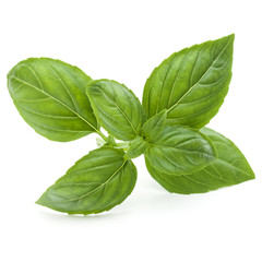 Close up studio shot of fresh green basil herb leaves isolated on white background. Sweet Genovese...