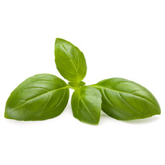 Sweet basil herb leaves isolated on white background closeup