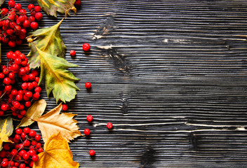 Wooden backgrounds with dry leaves and ashberry and copy space