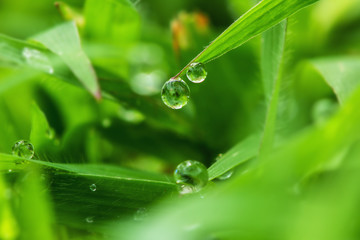 Green grass with dew of drops in morning