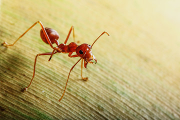 Red ant on a leaves yellow used background