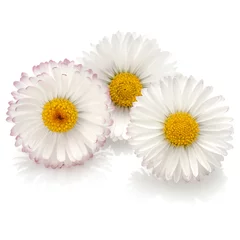 Fototapete Gänseblümchen Beautiful daisy flowers isolated on white background cutout