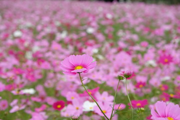 コスモス
