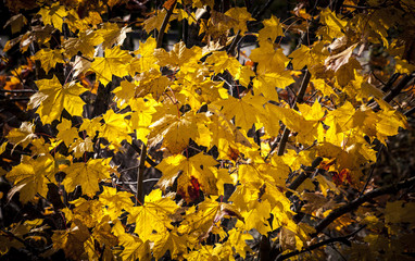 Maple leaves in autumn