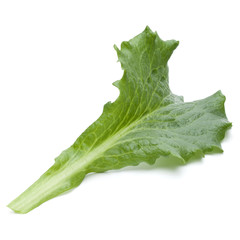 Close up studio shot of fresh green endive salad leaf isolated on white background.