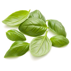 Sweet basil herb leaves handful isolated on white background closeup