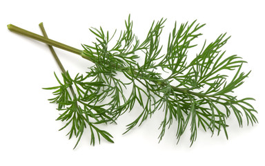 Close up shot of branch of fresh green dill herb leaves isolated on white background