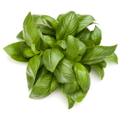 Sweet basil herb leaves bunch isolated on white background