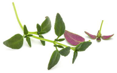 Thyme fresh herb isolated on white background