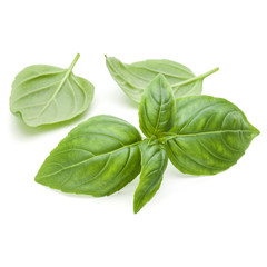 Close up studio shot of fresh green basil herb leaves isolated on white background. Sweet Genovese basil.