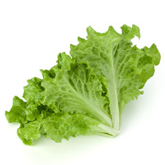 fresh green lettuce salad leaves isolated on white background